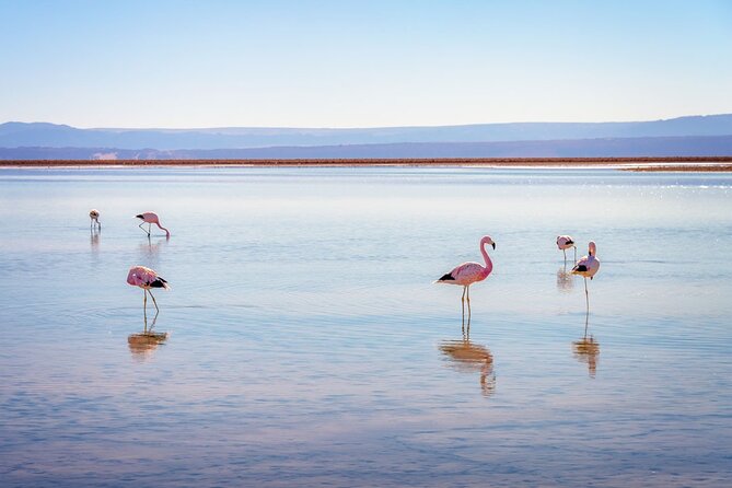 1-Day Tour Altiplanic Lagoons and Piedras Rojas and Laguna Chaxa - Why this full-day route works