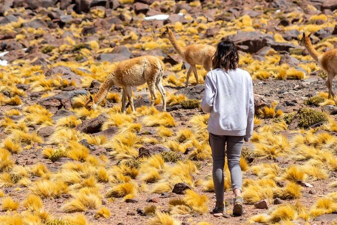 1-Day Tour Altiplanic Lagoons and Piedras Rojas and Laguna Chaxa - Laguna Tuyajto and the morning meal