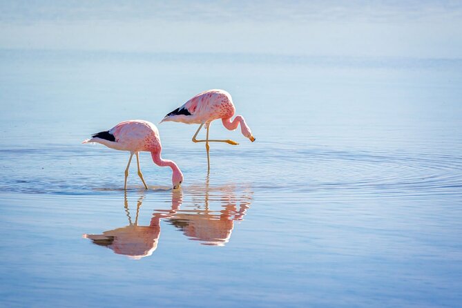 1-Day Tour Altiplanic Lagoons and Piedras Rojas and Laguna Chaxa - Miscanti and Miniques: the highland opening act