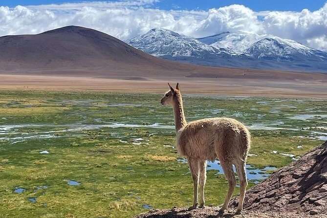 4 Tour in 2 Days, in San Pedro de Atacama - The four experiences that define the package