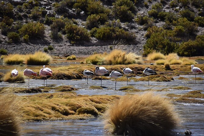4 Tour in 2 Days, in San Pedro de Atacama - Should you book the four-tour package?