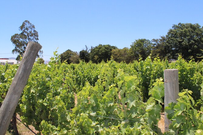 A Hop-On Hop-Off Wine Tour Service from Casablanca - Key Points Before You Book