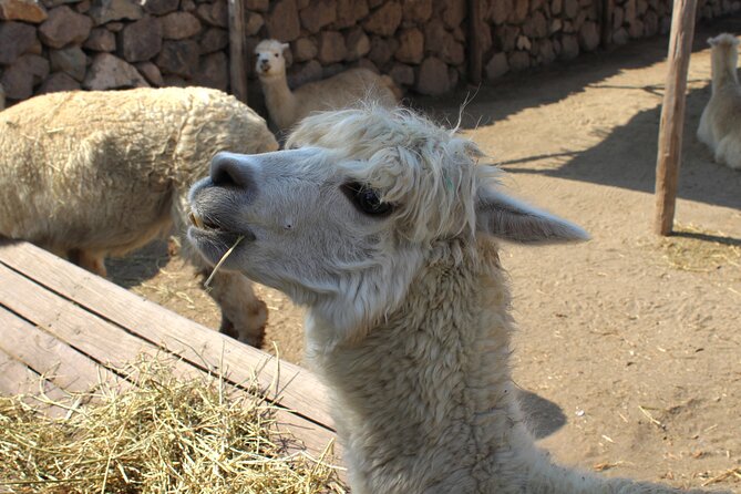 A Hop-On Hop-Off Wine Tour Service from Casablanca - Who Will Enjoy This Wine Day Most?