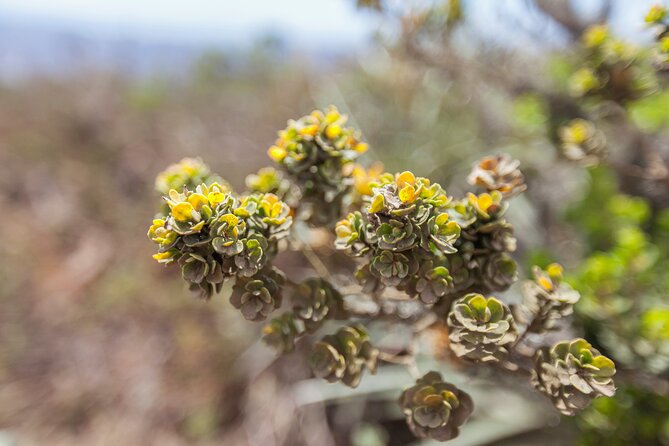 Activity in Fray Jorge National Park - What the price really includes
