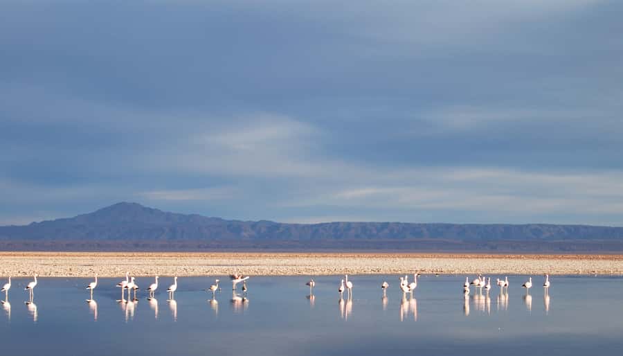 Altiplanic Lagoons and Red Stones from San Pedro de Atacama - Salar de Chaxa and the quiet side of the Atacama Salt Flat