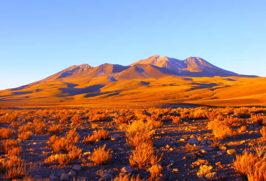 Altiplanic Lagoons and Red Stones from San Pedro de Atacama - Starting from San Pedro with breakfast included