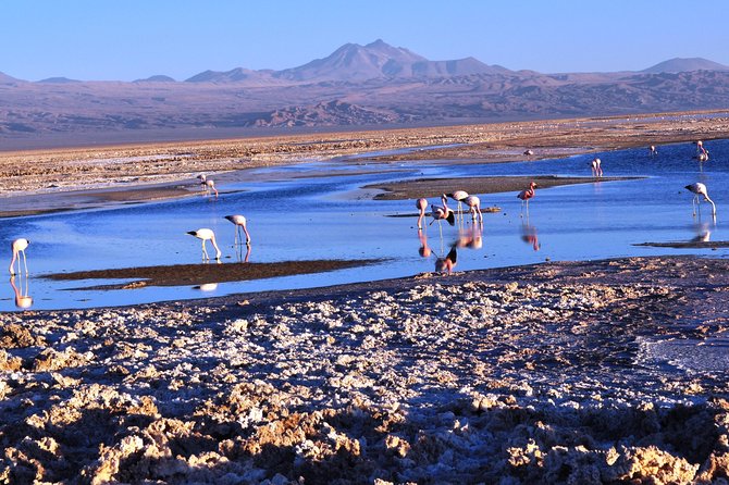 Altiplanic Lagoons & Piedras Rojas Tour from San Pedro de Atacama - Chaxa Lagoon and the Soncor salt flat