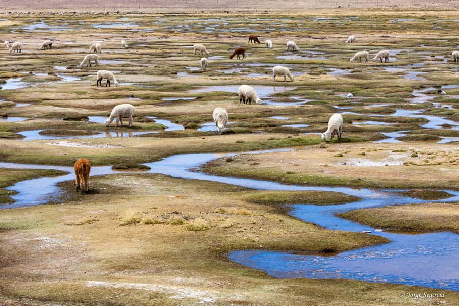Andean Saltflats full-day with breakfast and lunch - Quick Take: What You’ll See and Feel