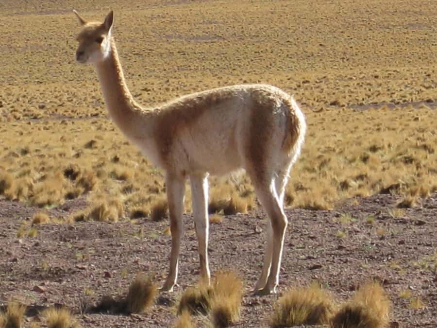 Andean Saltflats full-day with breakfast and lunch - Licancabur Volcano: The Morning’s Big View