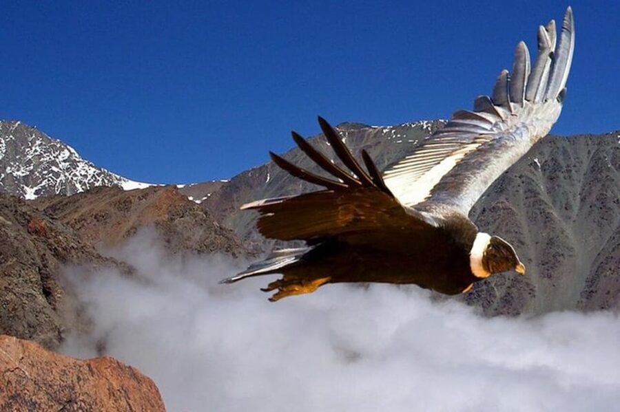 Andes Half-Day Private Tour with Wine and Cheese Tasting - Who should book this half-day Andes tour?
