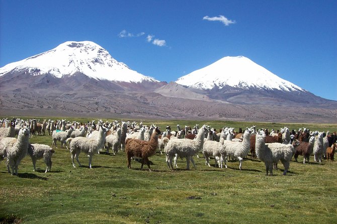 Arica: Full day to Lauca National Park and Chungara Lake, meals included - Poconchile and the first look at Andean culture