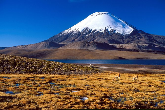 Arica: Full day to Lauca National Park and Chungara Lake, meals included - Copaquilla and Zapahuira, fortresses and Inca road life