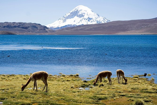 Arica: Full day to Lauca National Park and Chungara Lake, meals included - Entering Lauca National Park