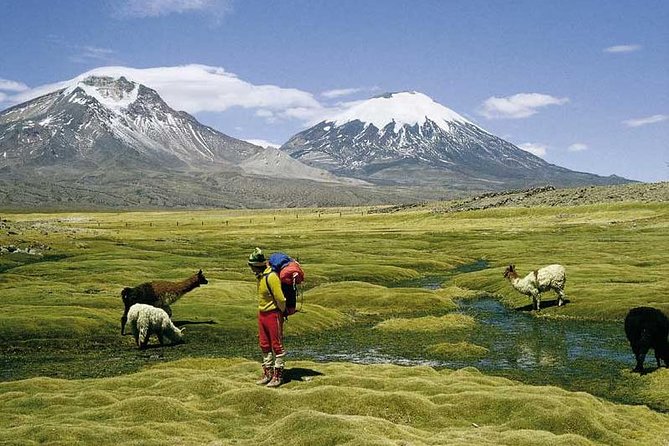 Arica: Full day to Lauca National Park and Chungara Lake, meals included - Parinacota village and lunch in the high country