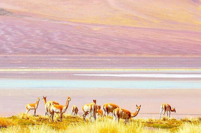 Atacama All inclusive 3 Days / 3 Nights / 3 Tours + Lodging - Floating at Lagunas Escondidas de Baltinache