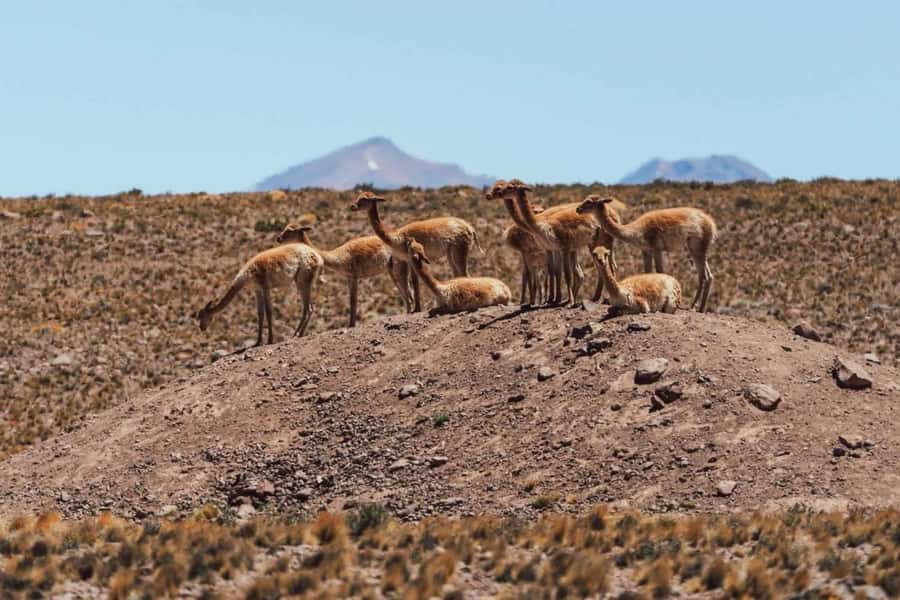 Atacama: Piedras Rojas, Socaire, and Altiplanic Lagoons Tour - Is $96 a good value?