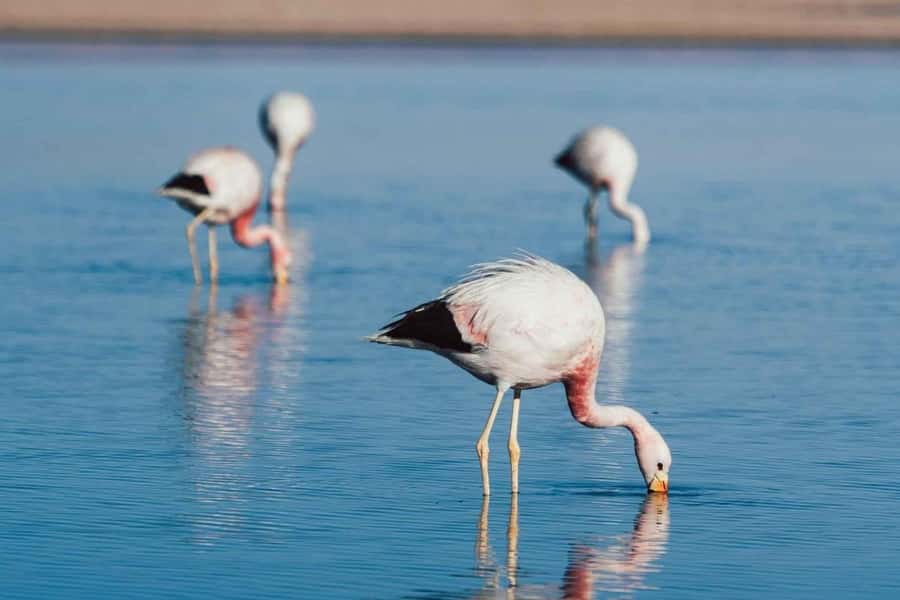 Atacama: Piedras Rojas, Socaire, and Altiplanic Lagoons Tour - Piedras Rojas and the power of red stone