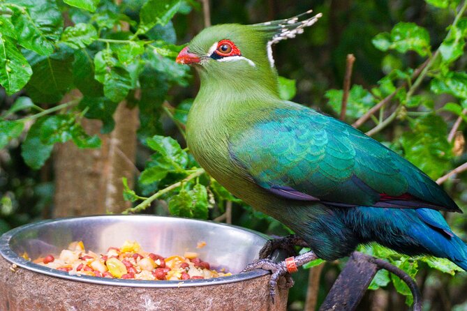 Aviary Tour and Tricao Park with Tasting in Undurraga Vineyard - Why this makes a good day outside Santiago