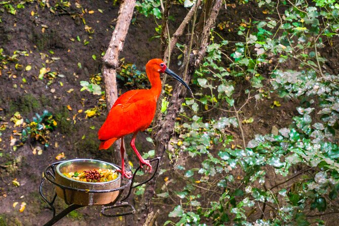 Aviary Tour and Tricao Park with Tasting in Undurraga Vineyard - The pace, transport, and practical details