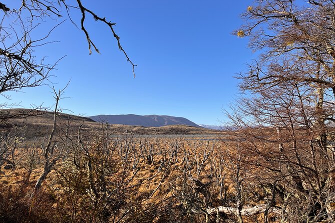 Bird Watching and Fauna in Chilean Patagonia Private Tour - Birdwatching with time for photographs