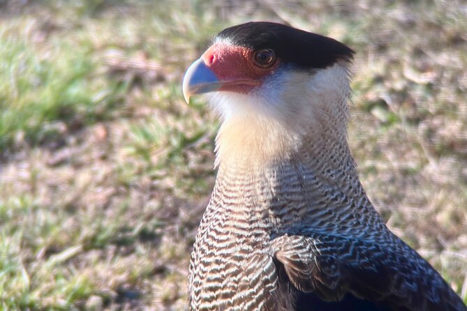 Bird Watching and Fauna in Chilean Patagonia Private Tour - Brunch, wine, and a useful pause
