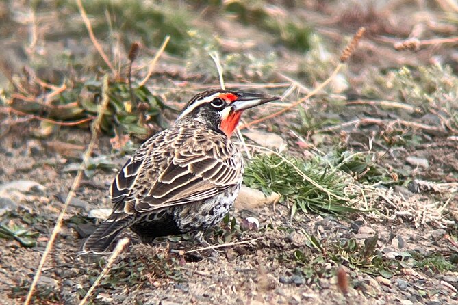 Bird Watching and Fauna in Chilean Patagonia Private Tour - Why the private format earns its keep