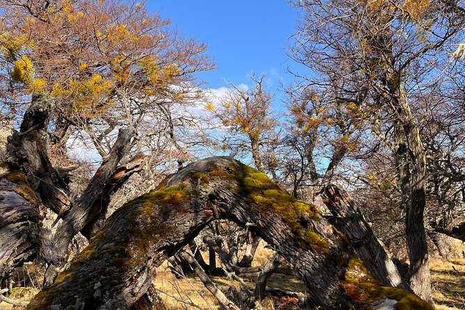 Bird Watching and Fauna in Chilean Patagonia Private Tour - Who should book this experience?