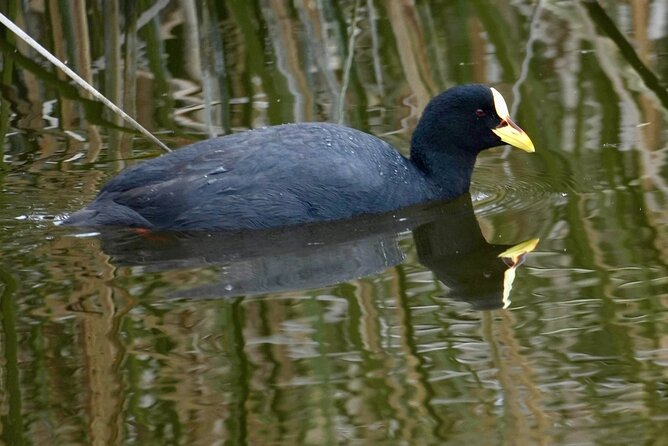Birdwatching from Santiago: Andes or Pacific Coast. Flexible Tour - Why Batuco Wetland is the essential first stop