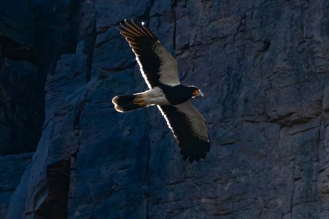 Birdwatching from Santiago: Andes or Pacific Coast. Flexible Tour - Concón brings seabirds, rocks, and a lucky otter
