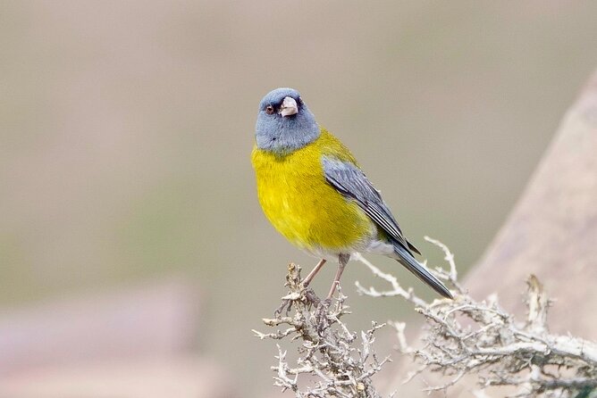 Birdwatching from Santiago: Andes or Pacific Coast. Flexible Tour - Private transport makes the nine-hour plan practical