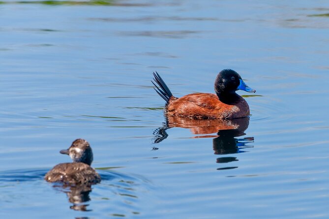Birdwatching from Santiago: Andes or Pacific Coast. Flexible Tour - What the $270 price includes