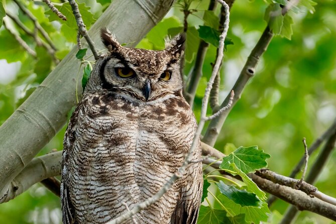 Birdwatching from Santiago: Andes or Pacific Coast. Flexible Tour - Who will get the most from this experience