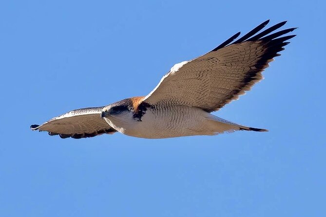 Birdwatching from Santiago: Andes or Pacific Coast. Flexible Tour - A simple choice between mountains and sea