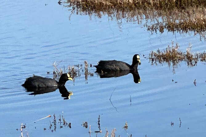 BirdWatching Mantagua Wetland&Penguins Cachagua Island From Valpo - Key points to know before booking