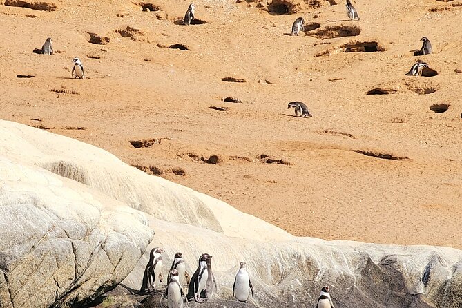 BirdWatching Mantagua Wetland&Penguins Cachagua Island From Valpo - Why this coastal day is different