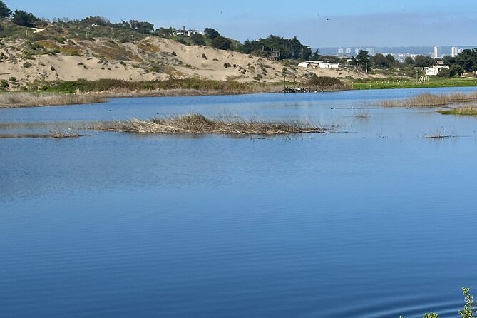 BirdWatching Mantagua Wetland&Penguins Cachagua Island From Valpo - Cachagua Island and Humboldt penguins from the beach