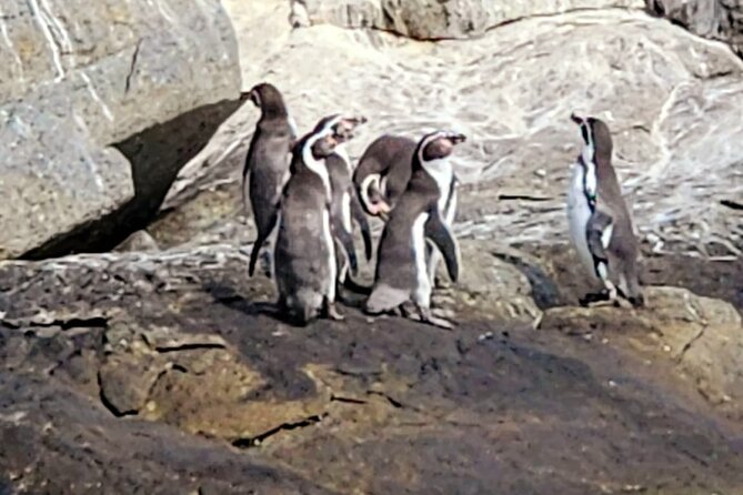BirdWatching Mantagua Wetland&Penguins Cachagua Island From Valpo - Ritoque’s dunes and open Pacific shore