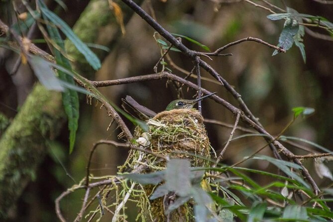 Bosque Piedra Reserve Tour - Why Bosque Piedra makes a good Chiloé outing