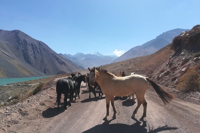 Cajon Del Maipo Including Wine with Picnic and Empanada - What the food and wine add