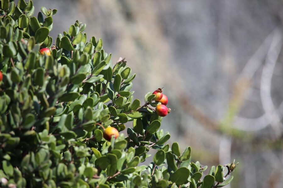 Caleta Los Hornos: Hiking archaeological sites - Who will enjoy this experience most