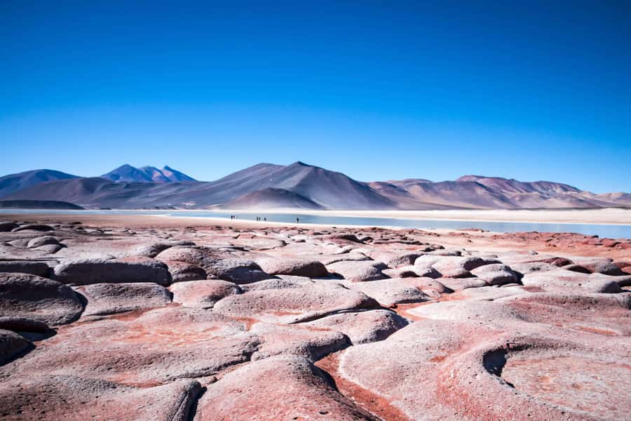 Caracoles: Red Stones of Atacama and Chaxa Guided Day Trip - Flamingos at Chaxa Lagoon