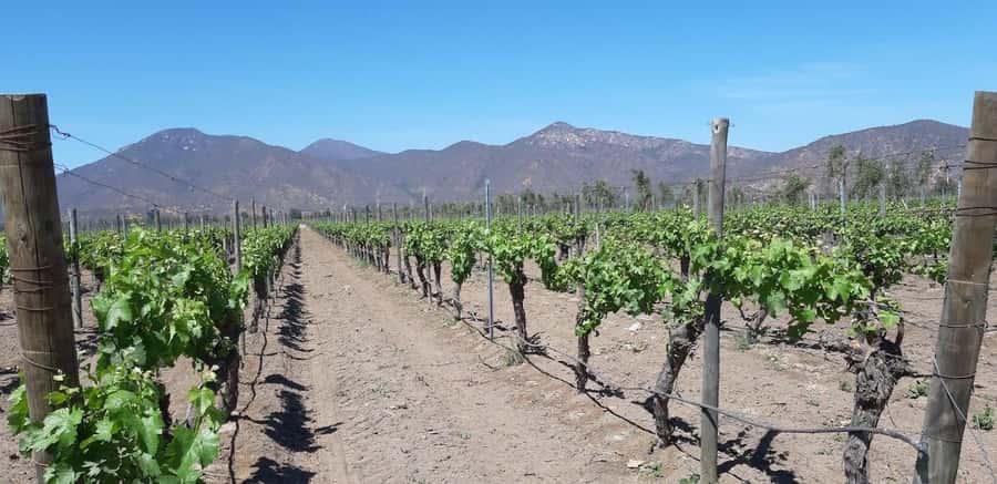 Casablanca Valley: Full-Day Private Wine Tour - Should you book the Casablanca Valley tour?