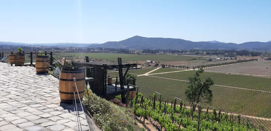 Casablanca Valley: Full-Day Private Wine Tour - The guide makes the difference