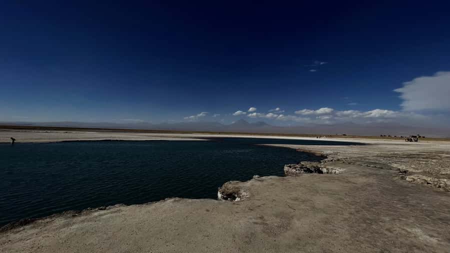 Cejar & Tebenquiche Lagoons Tour with Ojos del Salar Atacama - Cejar Lagoon, salt crystals, and bird life