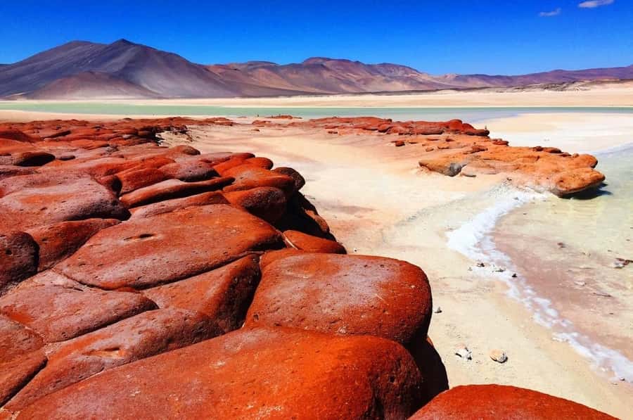 Chile: Tour Red stones + Altiplanic Lagoons + Laguna Chaxa - Laguna Chaxa and flamingos on the Salar de Atacama