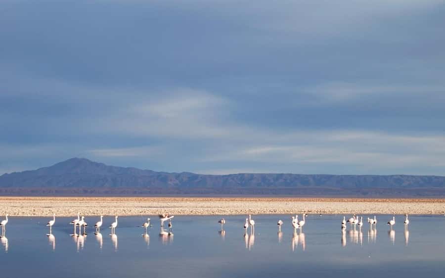 Chile: Tour Red stones + Altiplanic Lagoons + Laguna Chaxa - Socaire and the human side of the Altiplano