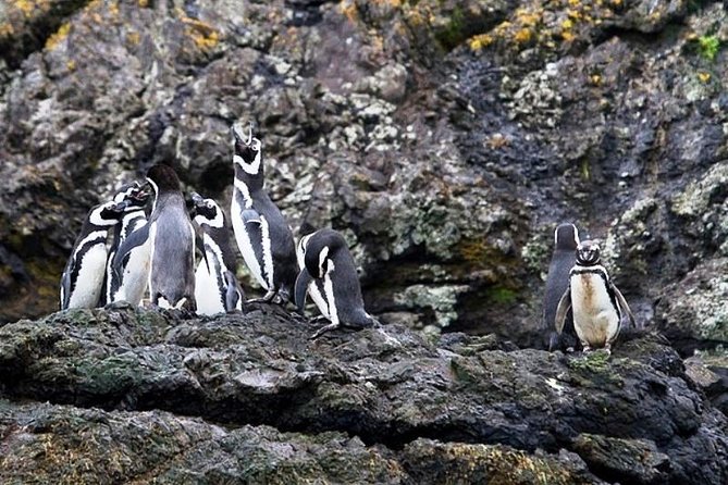 Chiloe Island - Puñihuil Tour - Key details before you book