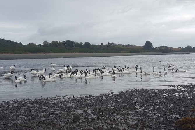 Chiloe Island - Puñihuil Tour - Exploring Ancud’s markets, churches, and fort