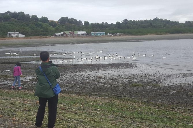 Chiloe Island - Puñihuil Tour - What the $90 price includes, and what it does not