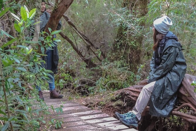 Chiloe National Park and Chonchi "Darwin Route" - Bosquepiedra and Chiloé’s Last Forest Pockets